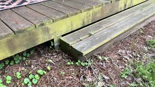 Wood Rot Detection