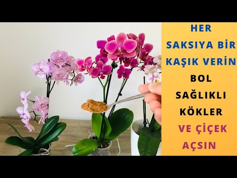 Her Saksıya Bir Kaşık Verin Orkideler Sağlıklı Kök Versin/Orkide Bakımı/Orkide Çiçek Açtırma