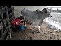Vaca nelore mocho produzindo 7 litros de leite