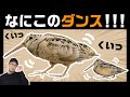 【中毒注意】可愛すぎるダンスの謎（アメリカヤマシギの生態）