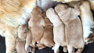 Liloo’s 6 baby beauties! 0 weeks