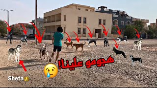 قطيع كلاب هجمت علينا وسلطان اتبهدل