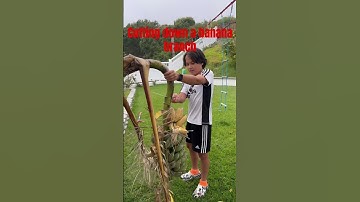 Cutting down a banana branch!!! #banana #knife #cutting