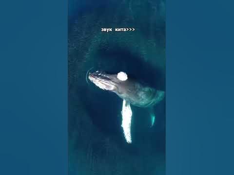 звук кита 😍😍 - YouTube