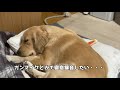 まくらの使い方が上手な犬を盗撮してみた
