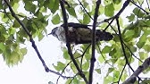 ホトトギスの鳴き声 Youtube ホトトギスの鳴き声 Youtube