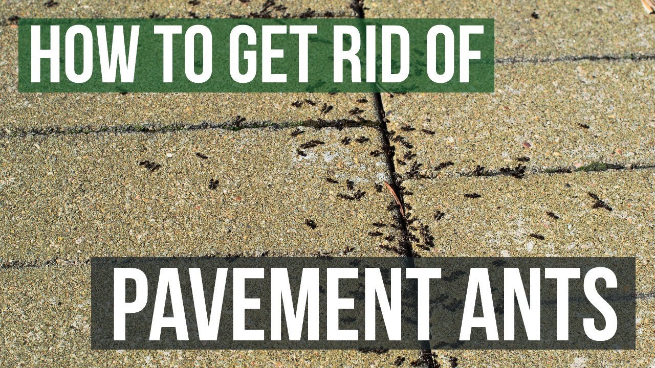 How to Get Rid of Pavement Ants (3 Simple Steps)