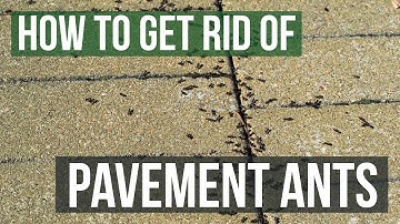 How to Get Rid of Pavement Ants (3 Simple Steps)