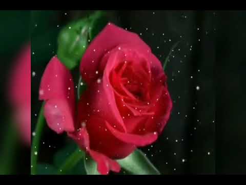 حالات واتس اب وديع الصافي راحو الغوالي يادنيا