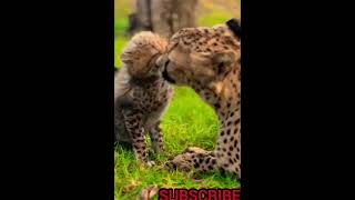 Tilawat Quran Pak #Shorts #Shortviral #Viralvideo #animal #love
