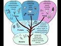 biological classification part 1 , class11 biology,