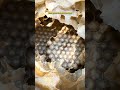 Revisando o sobreninho de uma colônia de abelhas Bugia (URUÇU AMARELA) #Shorts