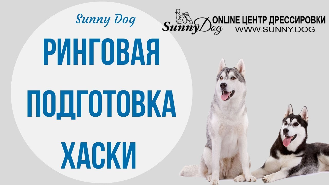 Ринговая подготовка хаски. Как подготовить хаски к выставке? - YouTube