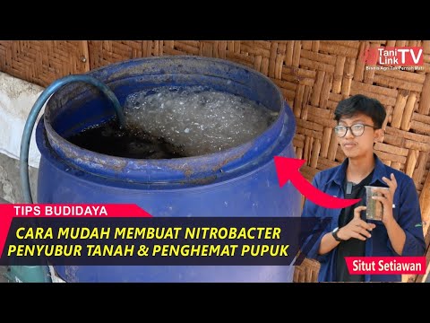 Video: Adakah rhizobium bakteria pengikat nitrogen?