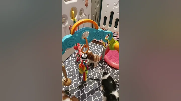 Macey's Pups 5 weeks. snippets of our enrichment a...