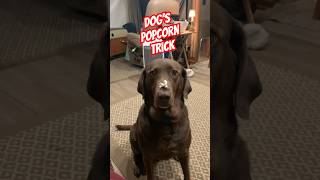 You Won't Believe This Dog's Popcorn Catching Skills! Nose 1, Popcorn 0 #dog #shorts