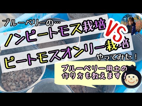 ピートモスある無し ブルーベリー用土の作り方教えます Youtube