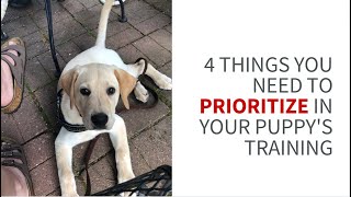 What to prioritize in your service dog puppy's training