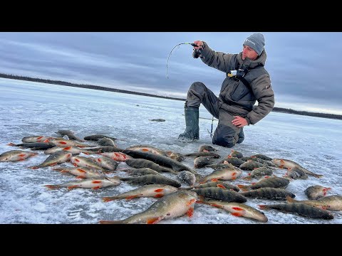 Видео: НАЛОВИЛИ РЫБЫ, АЖ ДУРНО! ПОЛНЫЕ САНИ КРУПНЯКА! Рыбалка по первому льду 2023-2024.