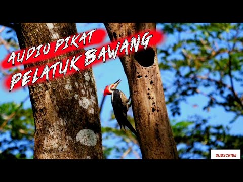 AUDIO PIKAT SEKALIGUS MASTERAN HANDAL BURUNG PLATUK BAWANG !! SUARA JERNIH