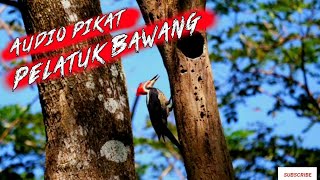  Pikat Sekaligus Masteran Handal Burung Platuk Bawang  Suara Jernih