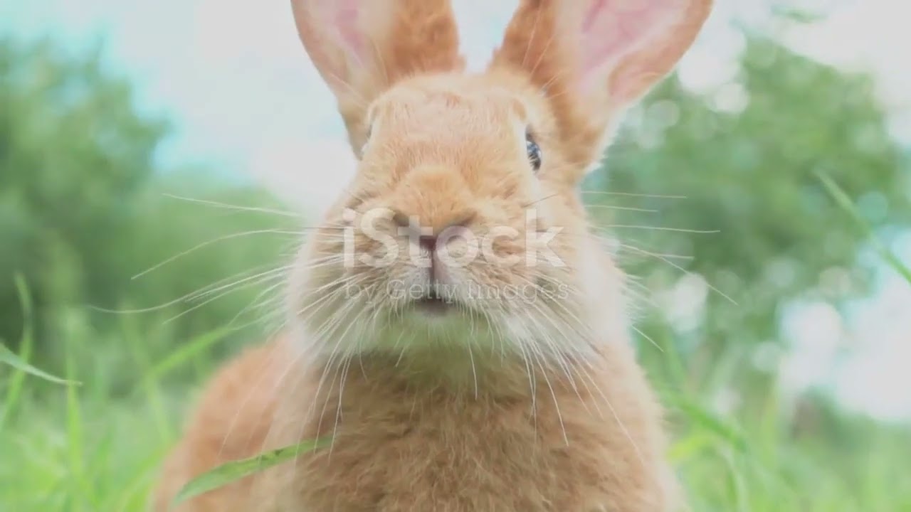 Top 5 "Cryptids" of Meriden, Connecticut (2023)