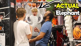 Elephant In The Room Prank 