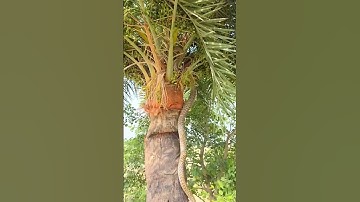 Snake Climbing a Palm Tree – Nature’s Silent Acrobat! #shorts #ytshorts #yt #wildlife #viralshorts