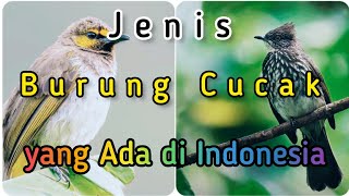 Jenis Burung Cucak yang Ada di Indonesia