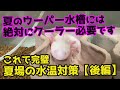 ウーパールーパーは暑いと死んじゃう！夏場の水温対策はこれで完璧！クーラー設置で楽して夏場を乗り越える♪しょうきち後編