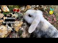 Routine avec mes lapins  jeux  nettoyage   a routine with my bunnies