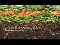 Vermicompost  life in the compost bin