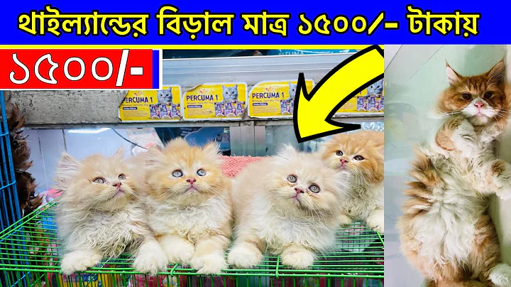 Watch the video about New Persian baby price in Bangladesh 2025 | Persian Cat Price in Bangladesh