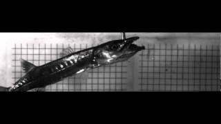 Barracuda Ram-Biting Feeding Strategy - Justin Grubich