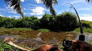 Full of tension as the old canal dwellers go on a rampage like a mad bull