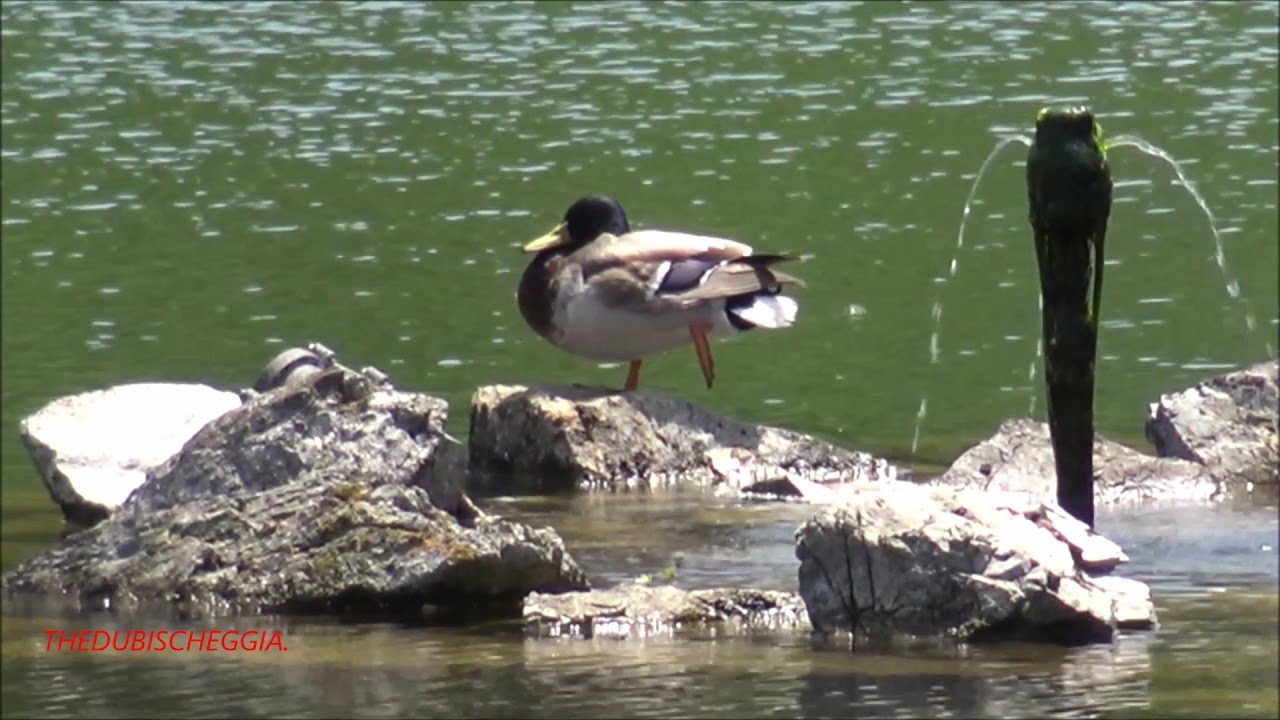 UN GERMANO REALE EQUILIBRISTA AL LAGO GIURDAN DI BOVES CN DOM 24 