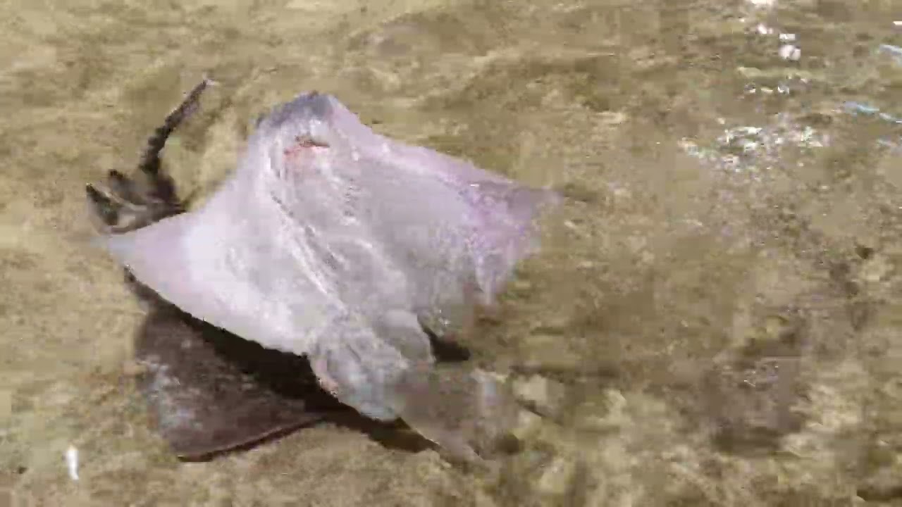 Natuur/Nature 184: "Dansende Rog"/ZeeAquarium Bergen aan Zee/21 Februari 2024