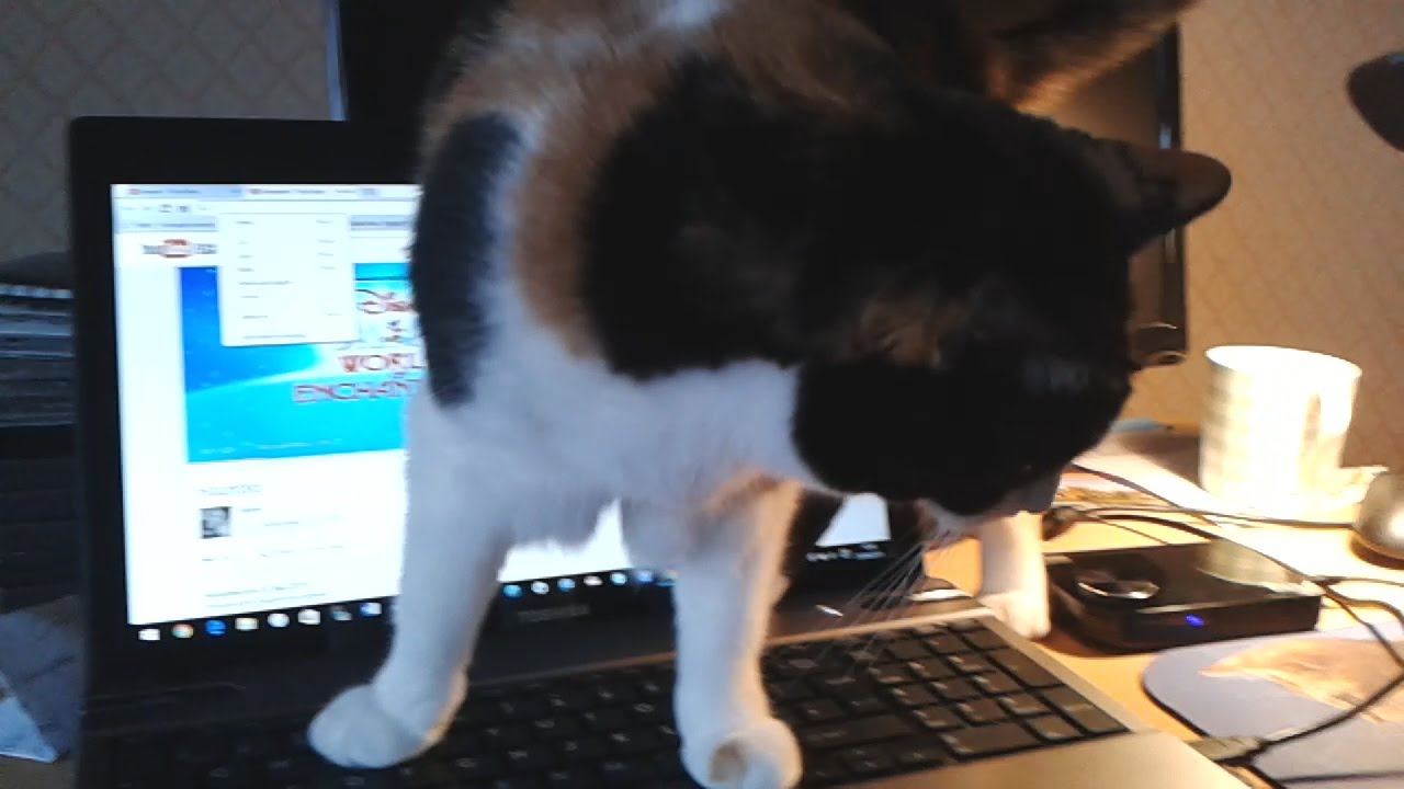 Molly The Cat Walking Across My Laptop 