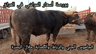 بورصة أسعار المواشي في العراق 🐃الجاموس🐃 الجني والرباط والگصابة 11/2/2023 حلال صفاة الزبير البصرة