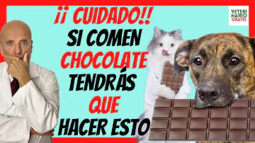 ¿Qué animales no pueden tomar chocolate?