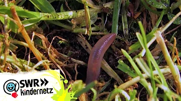 Sind Regenwürmer schädlich für Zimmerpflanzen?