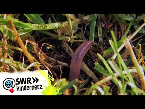 Video: Was Sind Die Vorteile Von Regenwürmern?