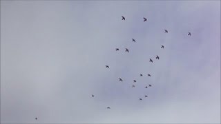 formation circles birds flying