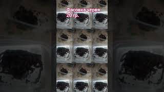 ФАСОВКА - ПЕРЕСАДКА #shorts #андрей_целиноград #рыбалка #разведение_червей #наживка