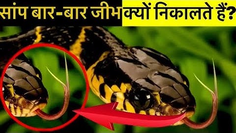 सांप अपनी जीभ बार-बार क्यों बाहर निकालते हैं? Why do snakes stick out their tongues again and again?