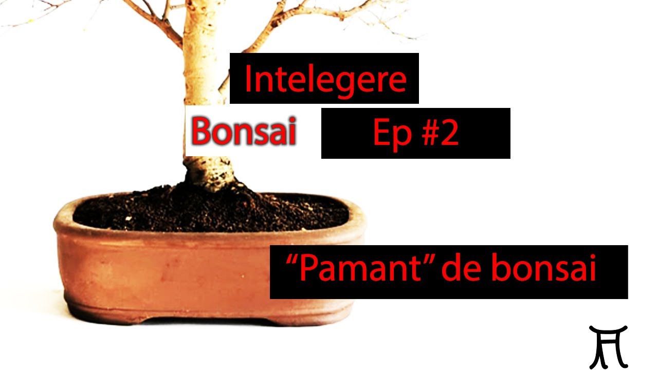 Intelegere bonsai Ep #2 - Pamant de bonsai | Substrat de bonsai
