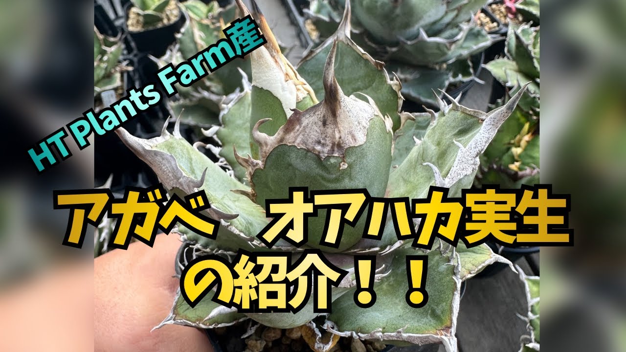 HT Plants Farm産】アガベ オアハカ実生の紹介！！ - YouTube