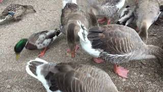 Mallard and Greylag overload.