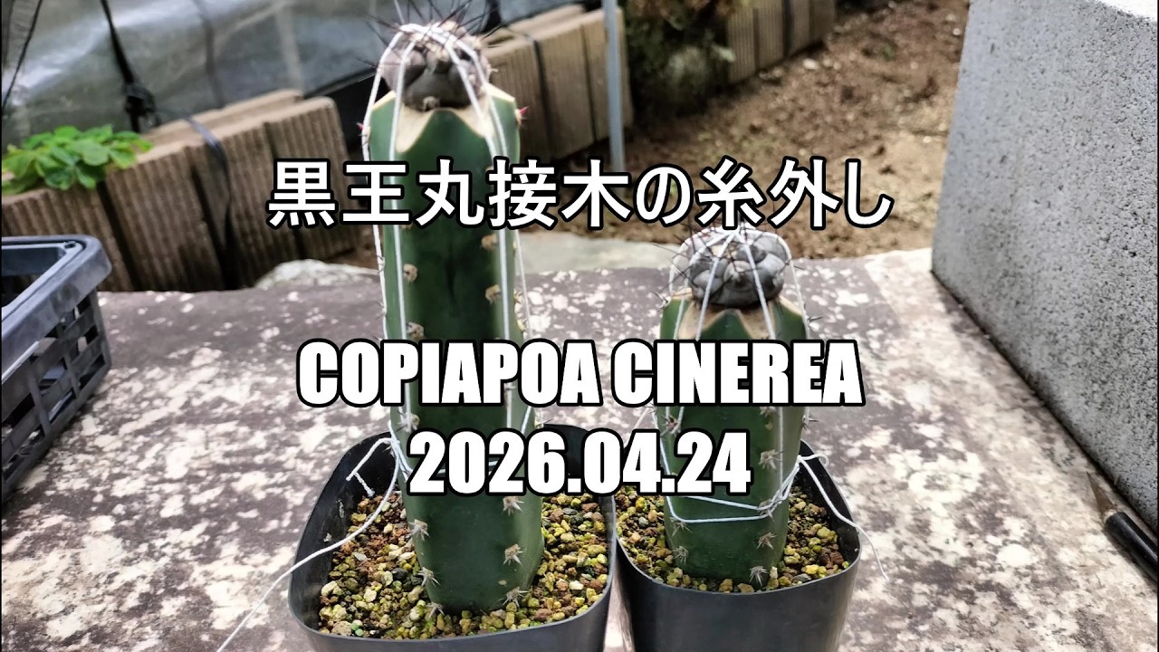 黒王丸接木の糸外し Copiapoa cinerea 2026 04 24 - YouTube
