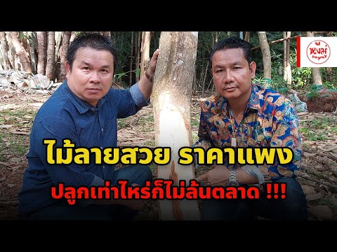 ไม้ลายสวย ราคาแพง ปลูกเท่าไหร่ก็ไม้ล้นตลาต !!! ต้นกล้าขึ้นทะเบียนกับกรมวิชาการเกษตร